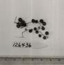 Click for 1 image(s) for this accession. FRUIT